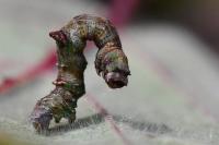 Opisthograptis luteolata