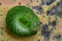 Phlogophora meticulosa