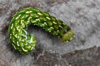 Anarta myrtilli