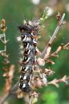 Acronicta rumicis