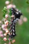 Acronicta rumicis
