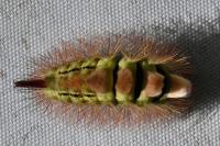 Calliteara pudibunda