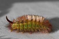 Calliteara pudibunda
