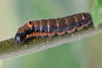 Clostera pigra