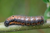 Clostera pigra