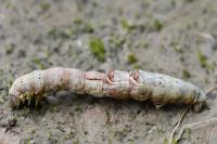 Selenia dentaria
