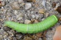 Pseudoips prasinanus