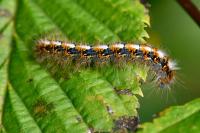 Lasiocampa quercus