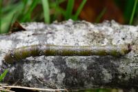 Biston betularia