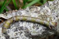 Biston betularia