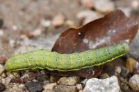 Lacanobia oleracea