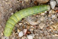 Lacanobia oleracea