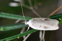 Agonopterix nervosa