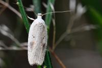 Agonopterix nervosa