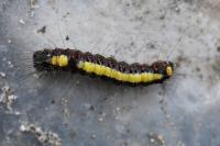 Acronicta psi
