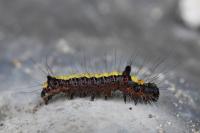 Acronicta psi