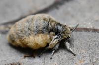 Orgyia antiqua