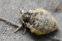 Orgyia antiqua