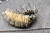 Orgyia antiqua