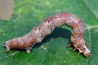 Selenia dentaria