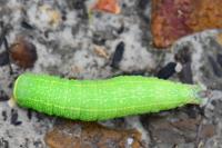Pseudoips prasinanus
