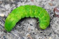 Phlogophora meticulosa