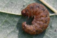Pechipogo strigilata