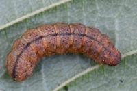 Pechipogo strigilata