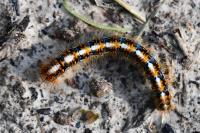 Lasiocampa quercus
