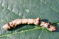 Hypomecis roboraria