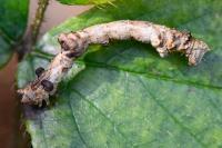 Hypomecis roboraria