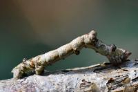 Hypomecis roboraria