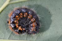 Clostera pigra