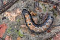 Clostera pigra