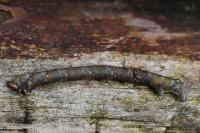 Biston betularia