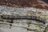 Biston betularia