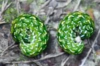 Anarta myrtilli