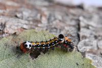 Acronicta tridens