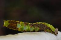Notodonta dromedarius