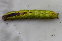 Notodonta dromedarius