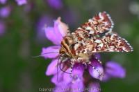 Anarta myrtilli