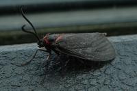 Aglaope infausta