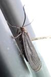 Aglaope infausta