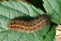 Phragmatobia fuliginosa