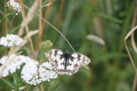 Melanargia galathea