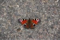 Aglais io