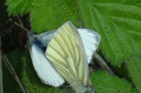 Pieris napi