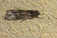 Asteroscopus sphinx