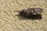 Asteroscopus sphinx