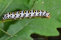 Cucullia scrophulariae